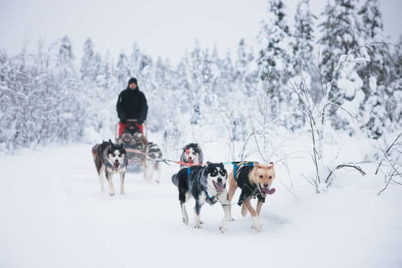 Levi: 15-Kilometres Self-Driving Husky Tour - Introduction: A Genuine Arctic Husky Adventure
