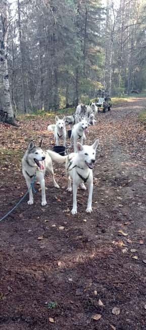 Levi: 2 KM Husky Summer Sledding with wheels - How the Levi Summer Husky Sledding Comes Together