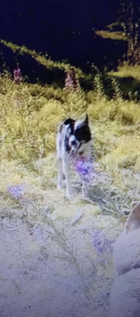 Levi: 2 KM Husky Summer Sledding with wheels - The Value of the Experience