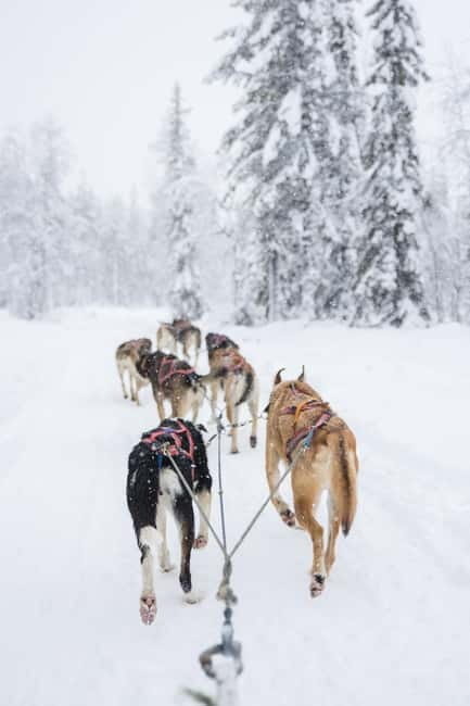 Levi: 3-Day Husky Safari Adventure with Northern Lights - Frequently Asked Questions (FAQs)