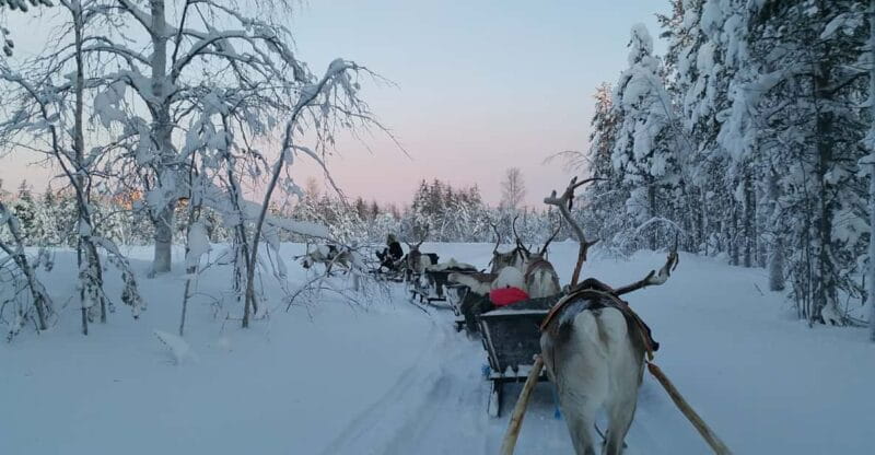 Levi: 3km Reindeer Sleigh Ride in the forest at night - Key points / Takeaways