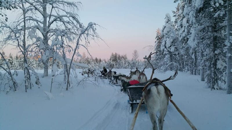 Levi: 3km Reindeer Sleigh Ride in the forest at night - The Journey into Lapland’s Night Forests