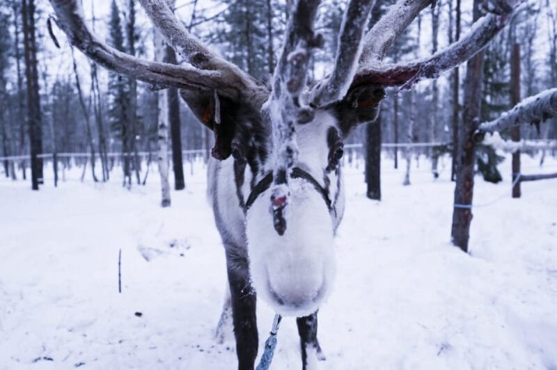 Levi: 3km Reindeer Sleigh Ride in the forest at night - Detailed Itinerary Breakdown