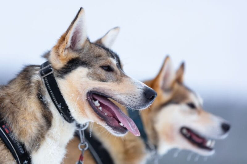 Levi: 7 km Self-Drive Husky Sledding Adventure - Who Is This Tour Best For?