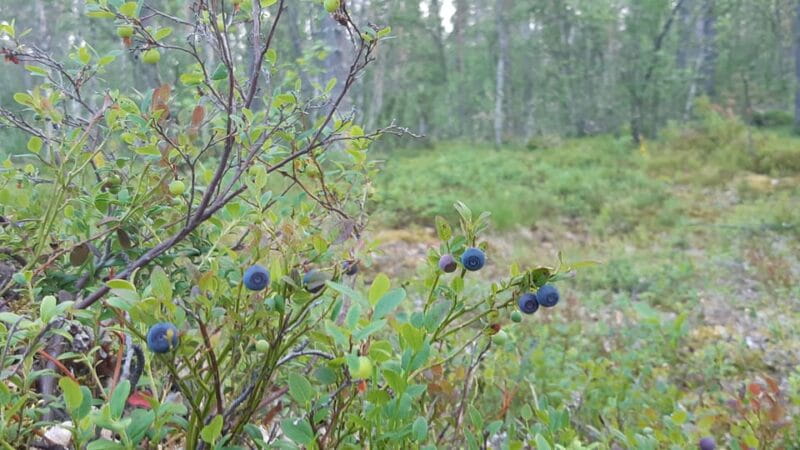Levi: Berry Picking - Superfoods from Nature - Key points / Takeaways