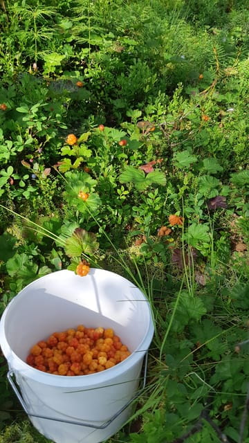 Levi: Berry Picking - Superfoods from Nature - Exploring Lapland’s Forests and Superfoods