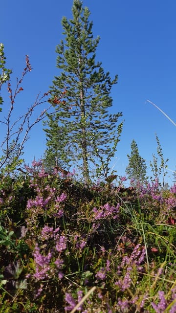 Levi: Berry Picking - Superfoods from Nature - Price and Value