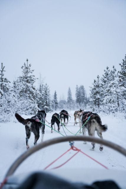 Levi: Evening Husky Sled Ride under the Northern Lights - Key points / Takeaways