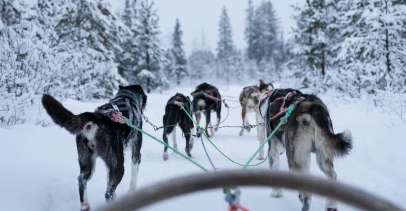 Levi: Forest Troll  Two-day Husky safari - Key points / Takeaways