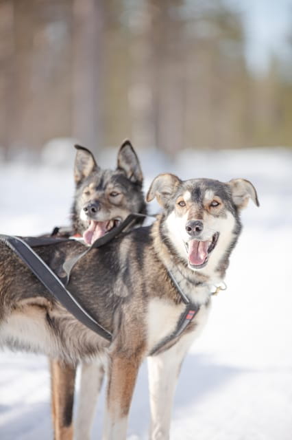 Levi: Guide-driven Husky Safari - Entering Lapland’s Winter Wonderland