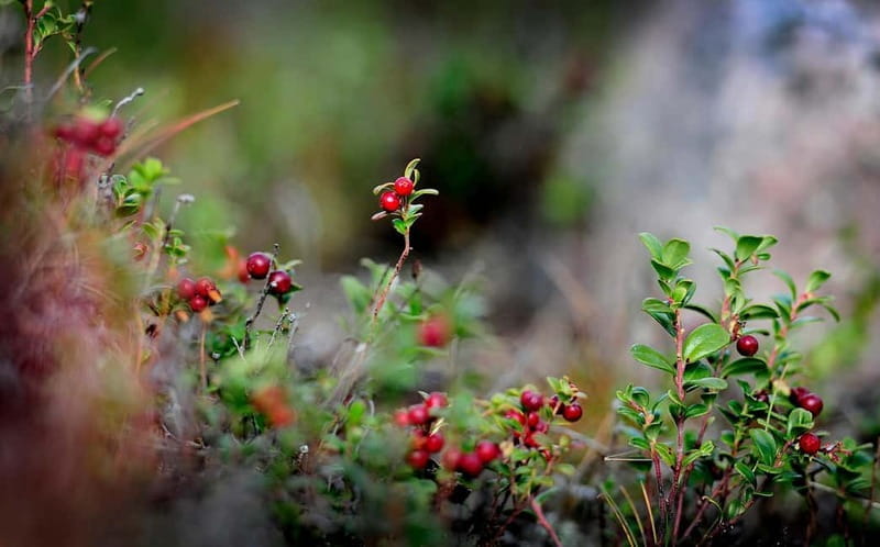 Levi: Guided Hike on the Shaman Päiviö Trail - Exploring Levi’s Shaman Päiviö Trail: A Peaceful Journey into Lapland’s Heart
