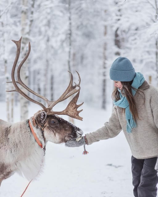 Levi: Horse and Husky Farm Visit with Juice and Cookies - The Sum Up