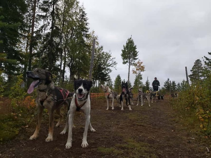 Levi: Husky cart tour- Midnight Sun & Autumn Northern Lights - Key Points / Takeaways