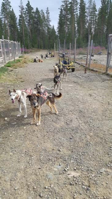 Levi: Husky cart tour- Midnight Sun & Autumn Northern Lights - An In-Depth Look at the Levi Husky Cart Tour
