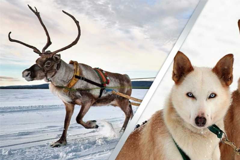 Levi: Lapland Reindeer and Husky Safari - Entering the Arctic Wonderland: The Tour Itinerary