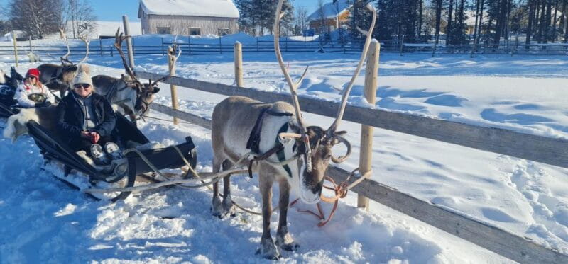 Levi: Lappish Reindeer Sled Ride 3 km - Who Will Love This?