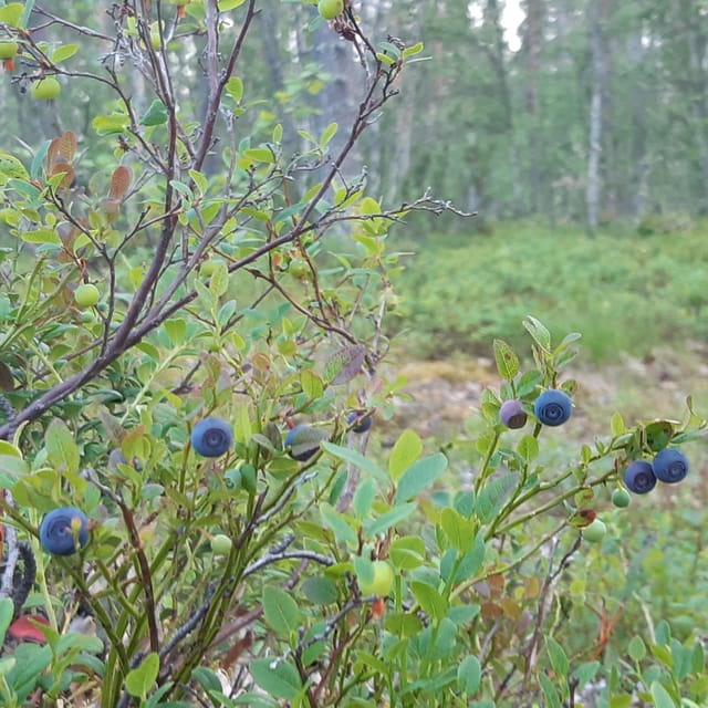 Levi: Nature Walk with Birds, Animals, and Plants - Levi: Nature Walk with Birds, Animals, and Plants — A Genuine Arctic Escape