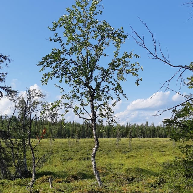 Levi: Nature Walk with Birds, Animals, and Plants - Key Points / Takeaways