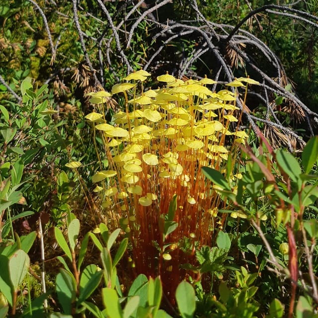 Levi: Nature Walk with Birds, Animals, and Plants - Who Should Consider This Tour?