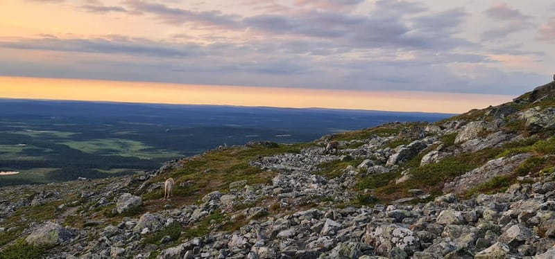 Levi: Pallas Panoramic Hike - Authentic Arctic Berries and Natures Snacks