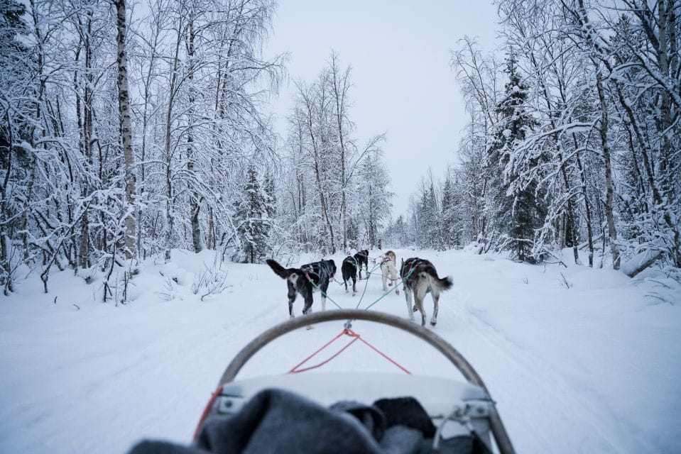 Levi Polar Lights Tours: Arctic Circle Guided Husky Tour - Frequently Asked Questions