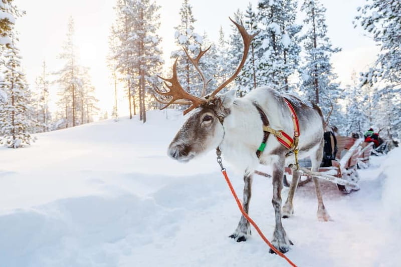 Levi: Reindeer Experience with Sled Ride - In-Depth Review of the Levi Reindeer Experience
