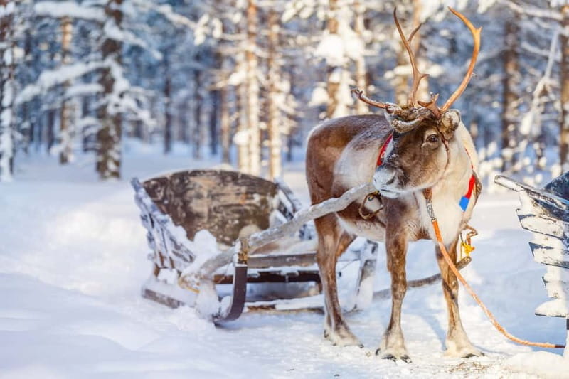 Levi: Reindeer Experience with Sled Ride - Who Is This Tour Perfect For?
