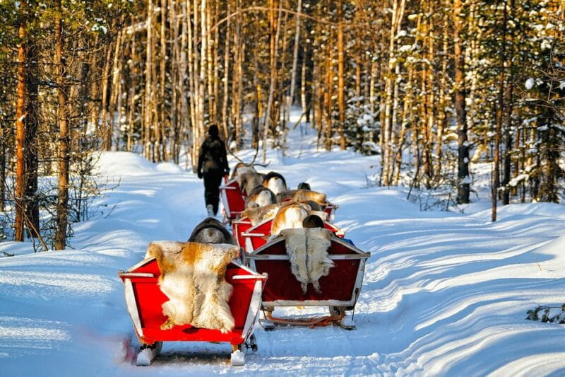 Levi: Reindeer Sleigh Ride Tour in Snowy Forest - Price and Logistics: Is It Worth It?