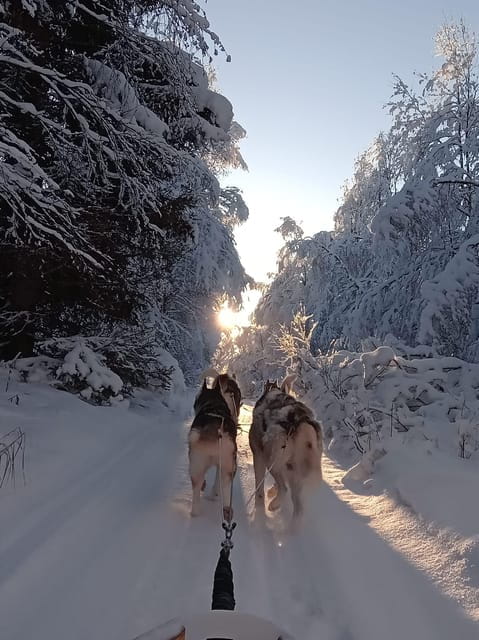 Levi: Self-Drive 2 KM Husky Sledding Experience - Price and Value: Is it Worth It?