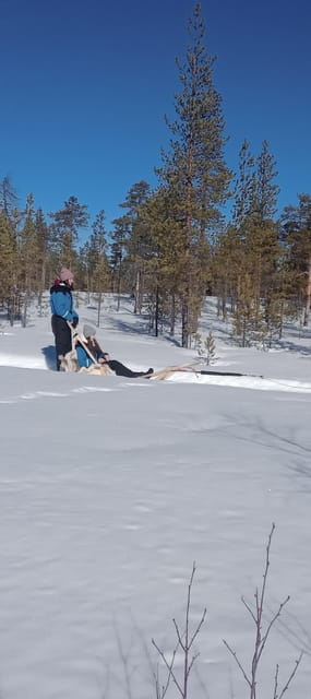 Levi: Self-Drive 5 KM Husky Sledding Experience - Addressing Logistics and Practicalities