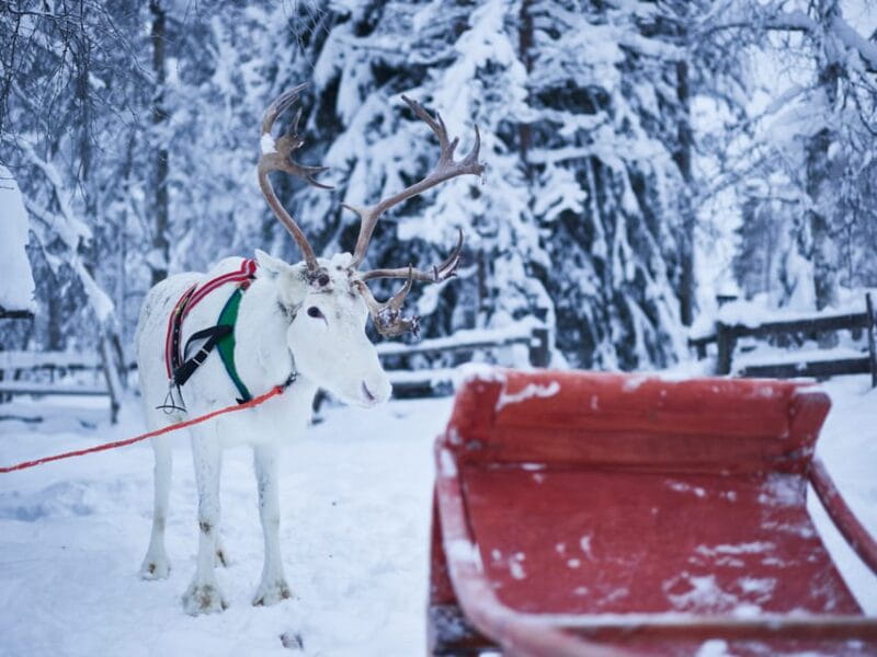 Levi: Winter Highlights Family Day - Key points / Takeaways