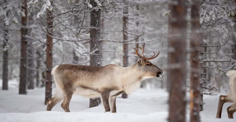 Levi: Winter Highlights Family Day - FAQ