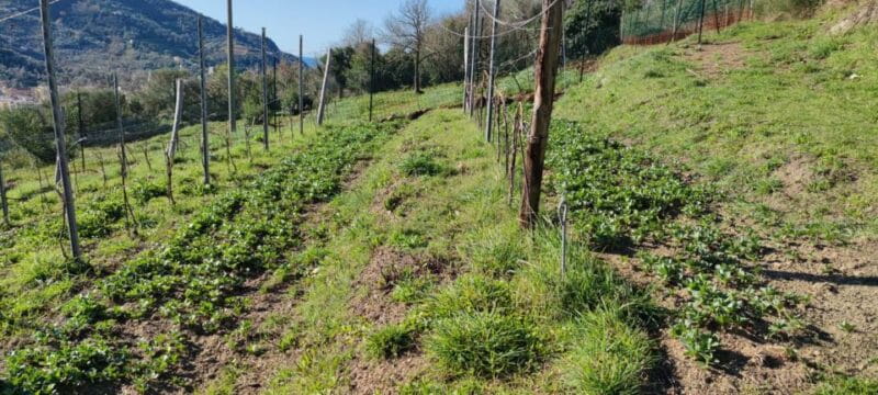 Lievàntu Wine Experience: Tour & tasting in Levanto Valley - Discovering Levanto Valley’s Treasures on Foot and in a Glass