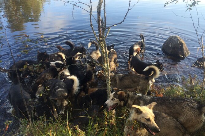 Life of the Husky, Kennel Visit and Husky Ride in Summer - Kennel Tour Experience