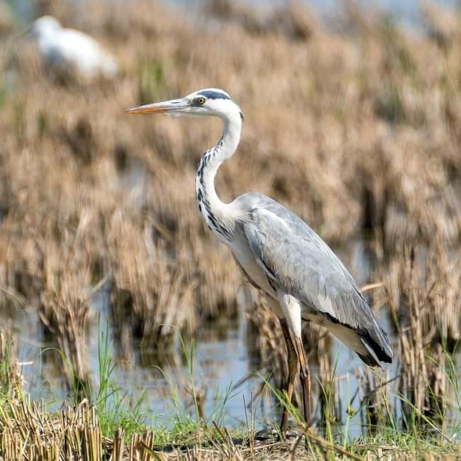 Lima: guided tour of a nature reserve on the Rimac River - Key Points / Takeaways