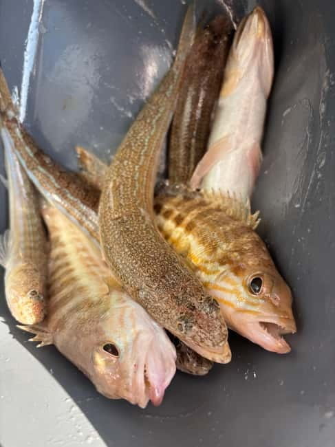 Limassol: Swimming trip with trolling or bottom fishing - Price and logistics