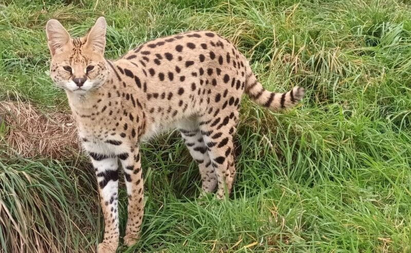 Lincolnshire: ARK Wildlife and Dinosaur Park Entry Ticket - Key Points / Takeaways