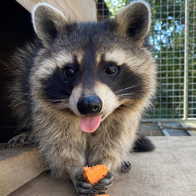 Lincolnshire: ARK Wildlife and Dinosaur Park Entry Ticket - Exploring the Park: What to Expect