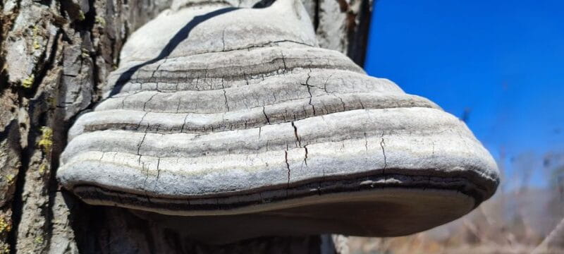 Linguaglossa: North Etna Guided Forest Walking Tour - Who Would Enjoy This Tour?