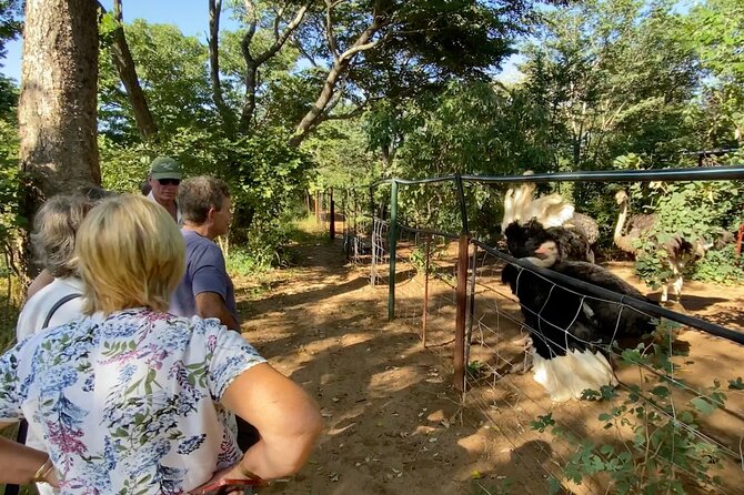 Lion & Wildlife Sanctuary Excursion Victoria Falls - Safety Considerations