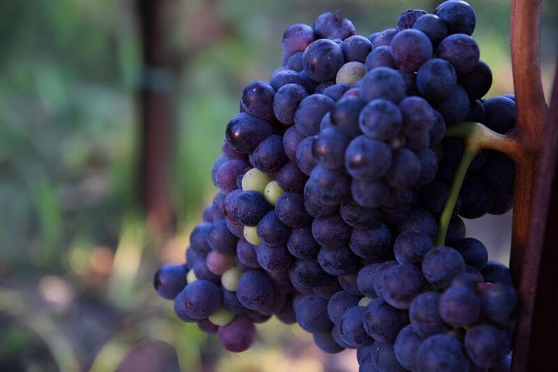 Lipari: Winery Guided Tour and Wine Tasting - Frequently Asked Questions