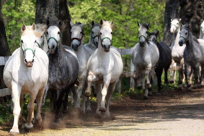 Lipica Stud Farm and Skocjan Caves from Koper - Exploring the Underground Majesty of Skocjan Caves