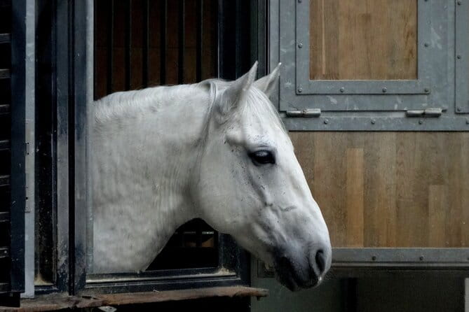 Lipica Stud Farm and Skocjan Caves from Koper - Who is this tour best suited for?