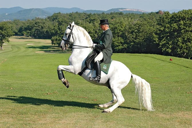 Lipica Stud Farm- Private Experience from Koper - The Sum Up: Is It Worth It?