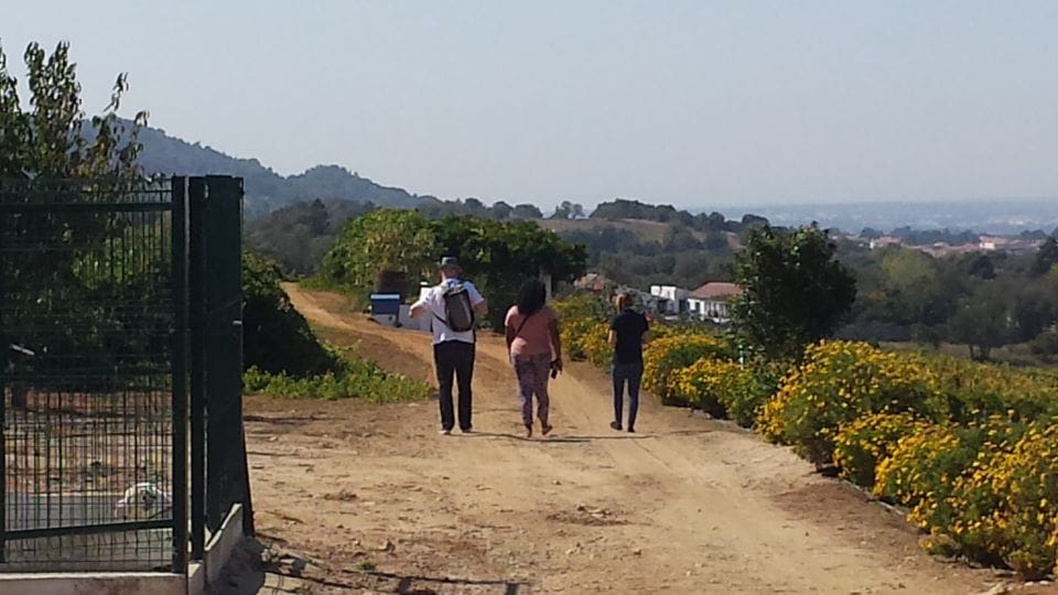 Lisbon: Arrábida Culture, Wine & Gastronomic Experience - Driving Through the Serra Da Arrábida