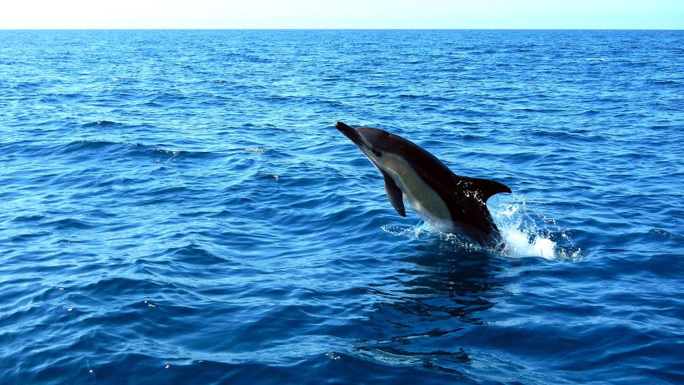 Lisbon: Arrábida Natural Park Dolphin Watching Boat Tour - Dolphin Sightings Guarantee