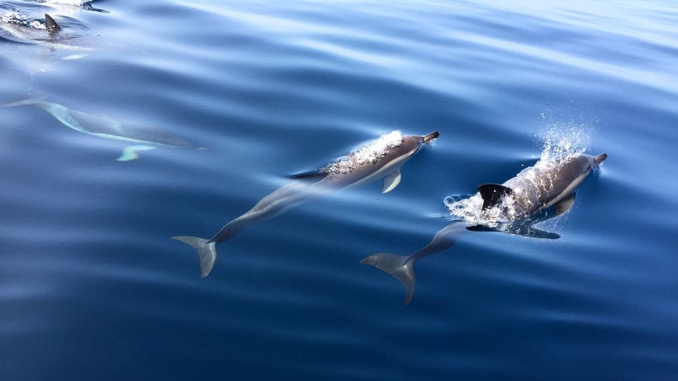 Lisbon: Arrábida Natural Park Dolphin Watching Boat Tour - Booking Information