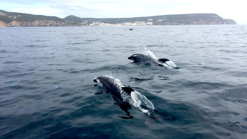 Lisbon: Arrábida Natural Park Dolphin Watching Boat Tour - Duration and Schedule