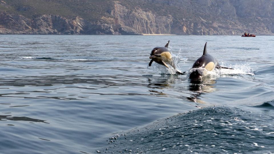Lisbon: Arrábida Natural Park Dolphin Watching Boat Tour - Recap