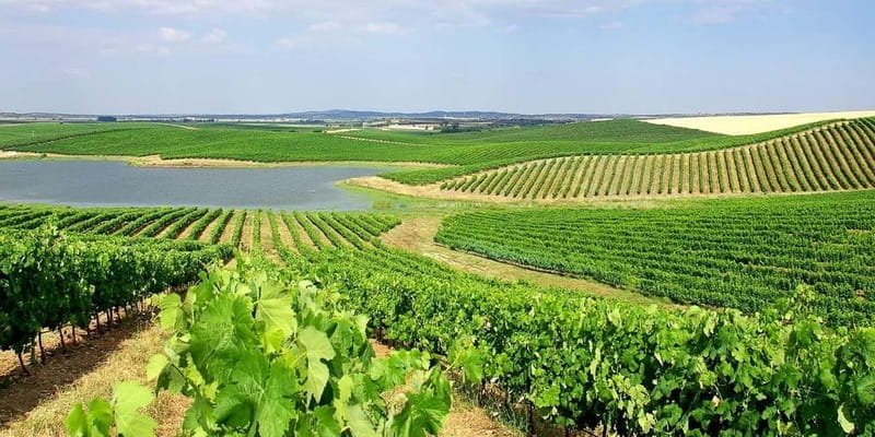 Lisbon: Arrábida Natural Park, Setúbal, and Azeitão Day Trip - Price and Logistics: Good Value for a Full Day